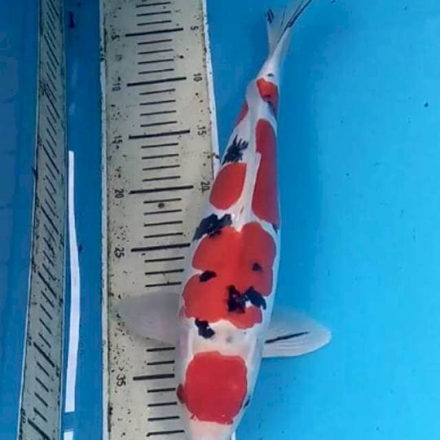 Doitsu Sanke 41cm Male
