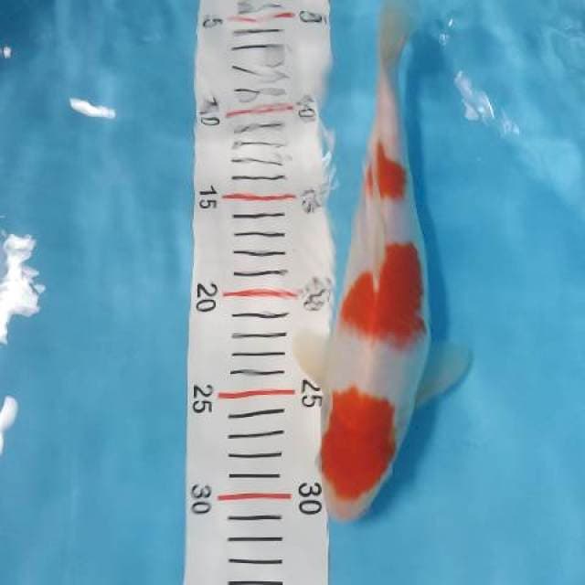 kohaku sandan 27cm female