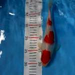 kohaku sandan 27cm female