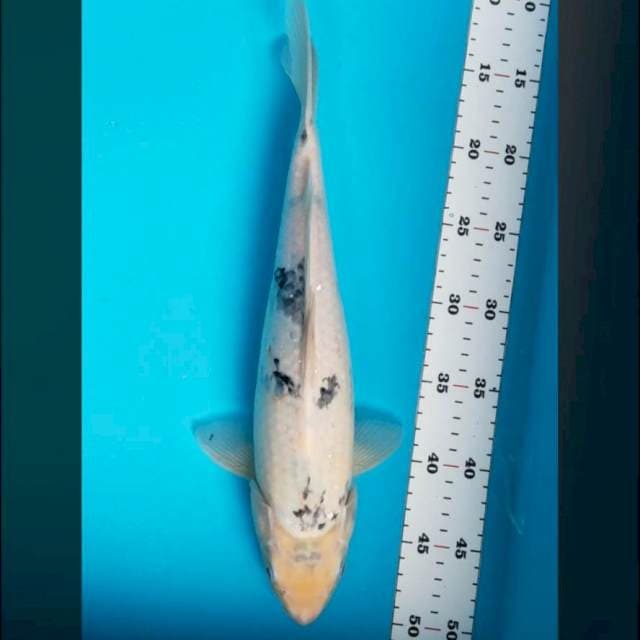 Shiro tatte 37cm