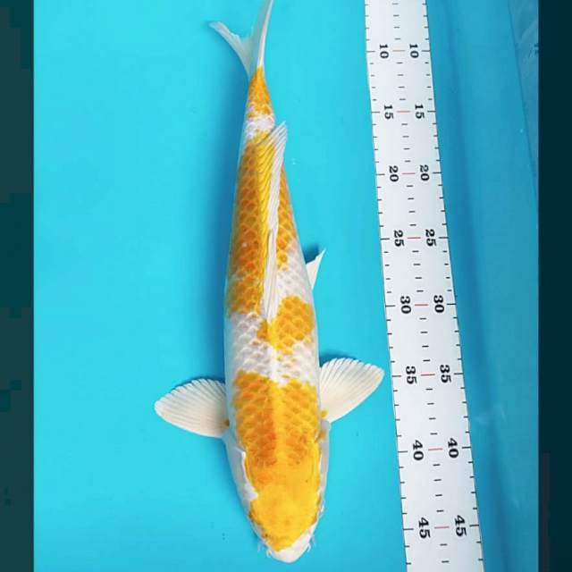 Hariwake strong 40cm male