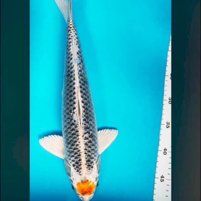 Tancho kujaku ring rapi 41cm male