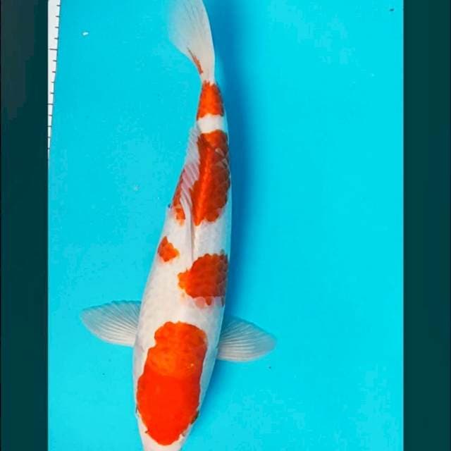 kohaku good body 38cm