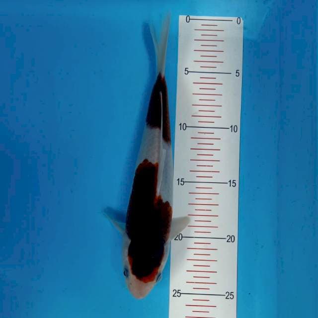 Goromo 24cm HQ