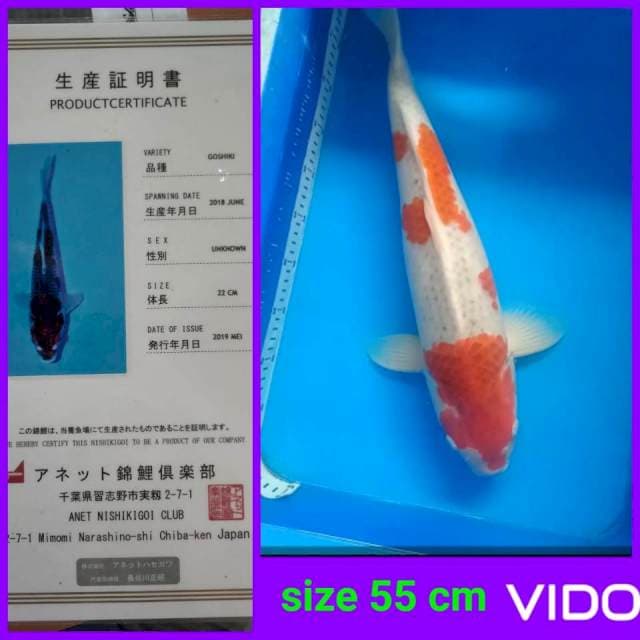 Goshiki 55 cm ๐ฅ๐ฅ๐ฅ farm anet nisikigoi