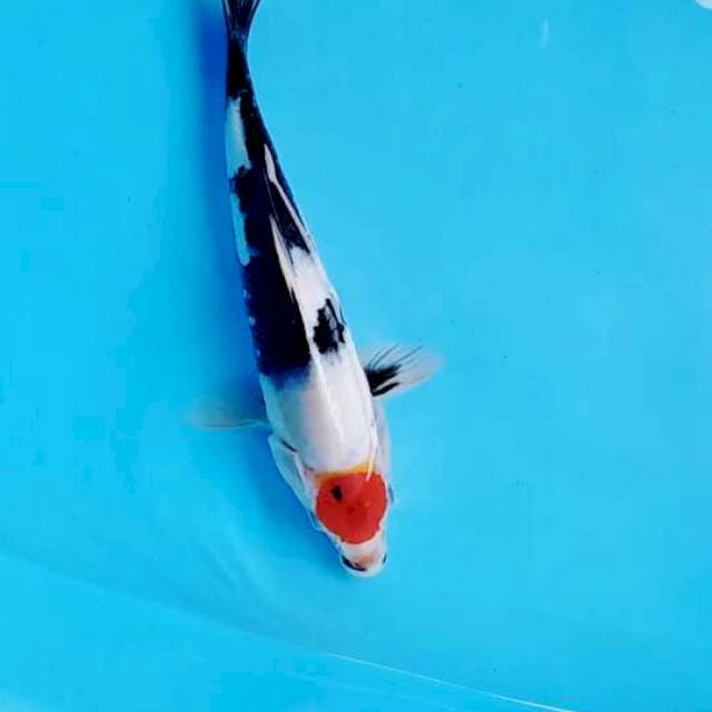 Tancho showa 28cm