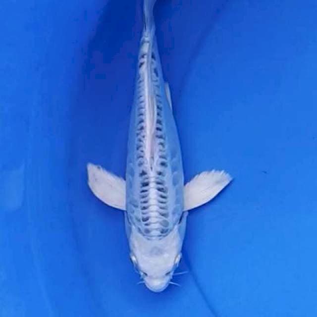 Kumpay platinum doits 23 cm