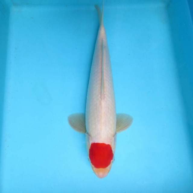D. MARUBENI - TANCHO,-