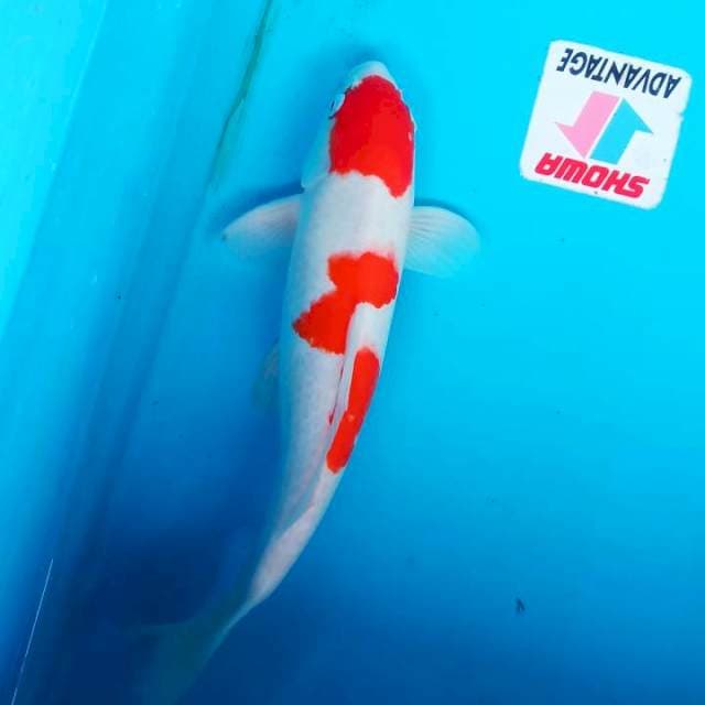 Kohaku 37 bulki