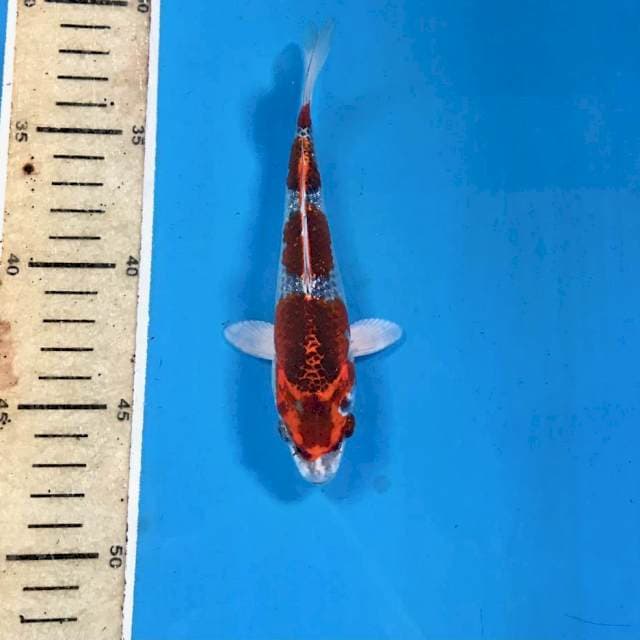 Kujaku, 16 cm