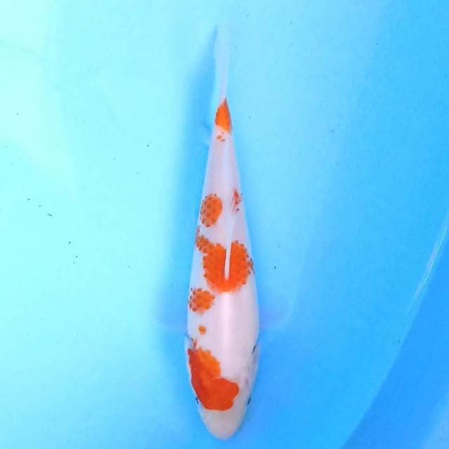 Kohaku 16 cm