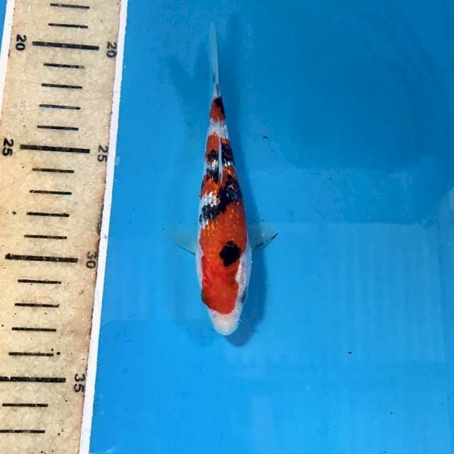 Sanke Ginrin, 13 cm