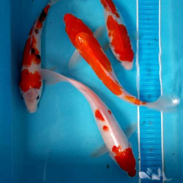 Kohaku sanke