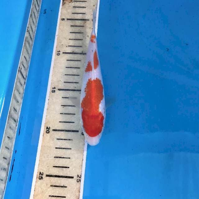 Kohaku, 17 cm