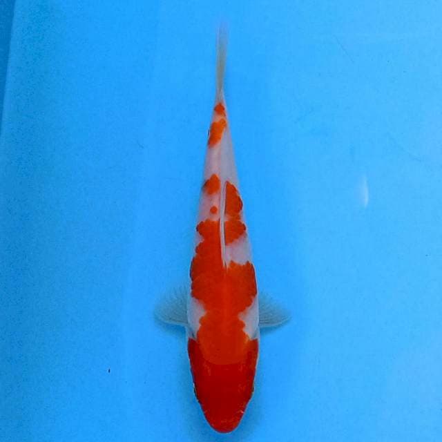Kohaku 15 cm