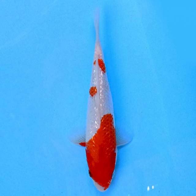 Kohaku ginrin 19 cm