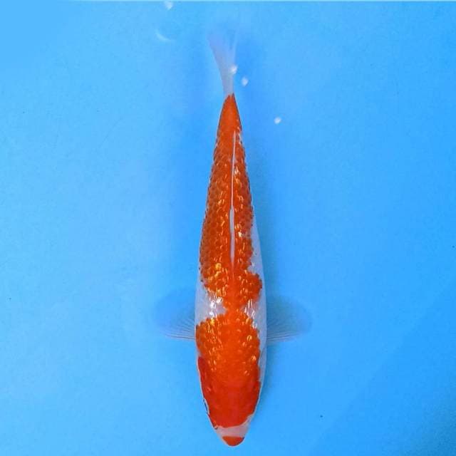 Kohaku ginrin 17 cm