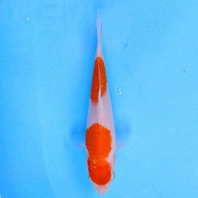 Kohaku 2 step 16 cm