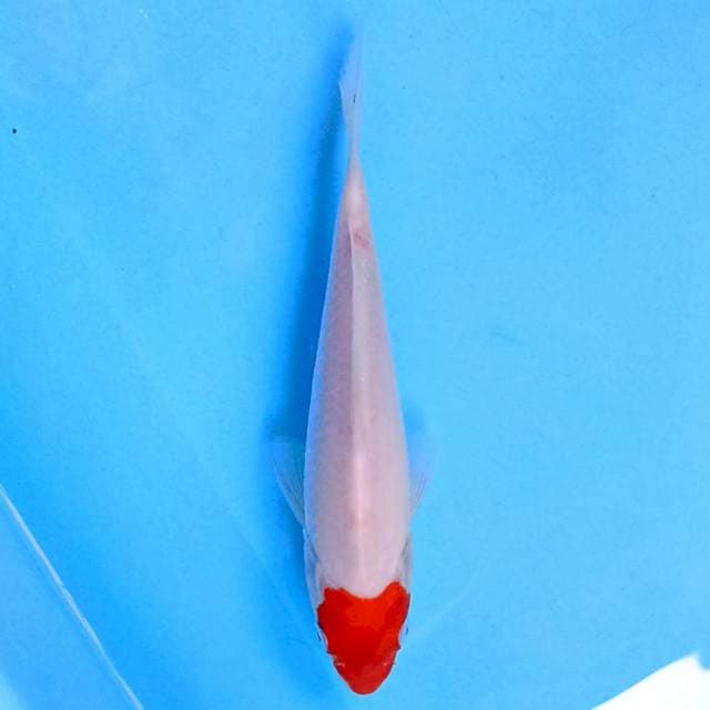 Tancho Love 17 cm