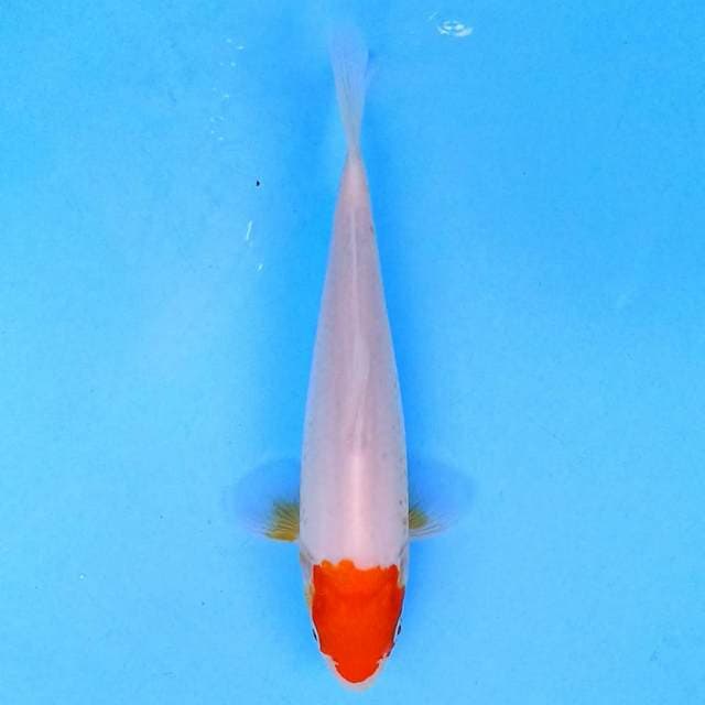 Tancho 18 cm