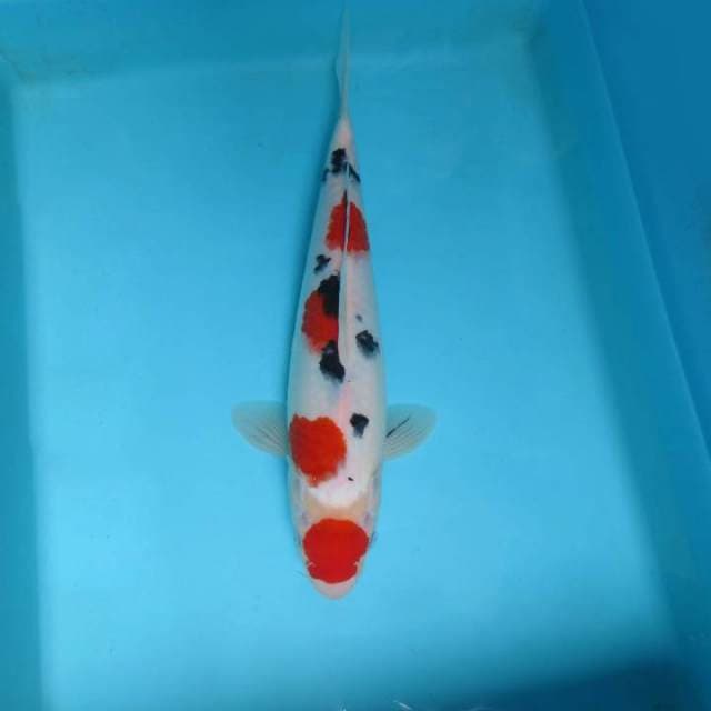 F. POLKADOT TAISHO SANKE,-