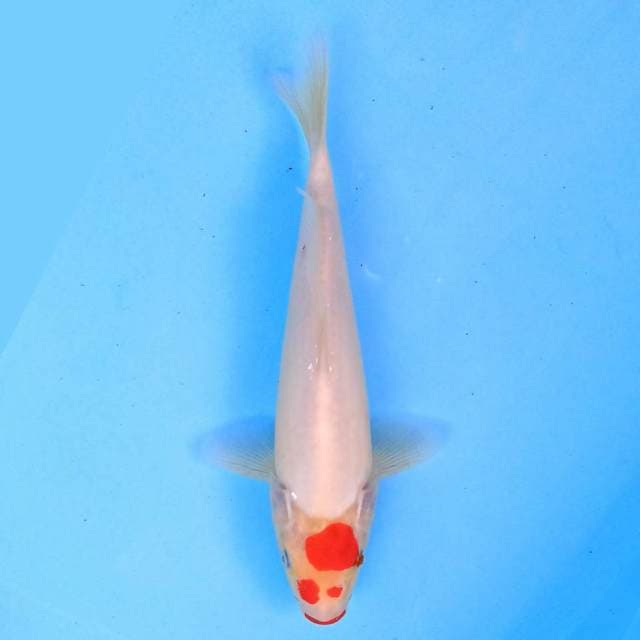 Apa Adanya 25 cm