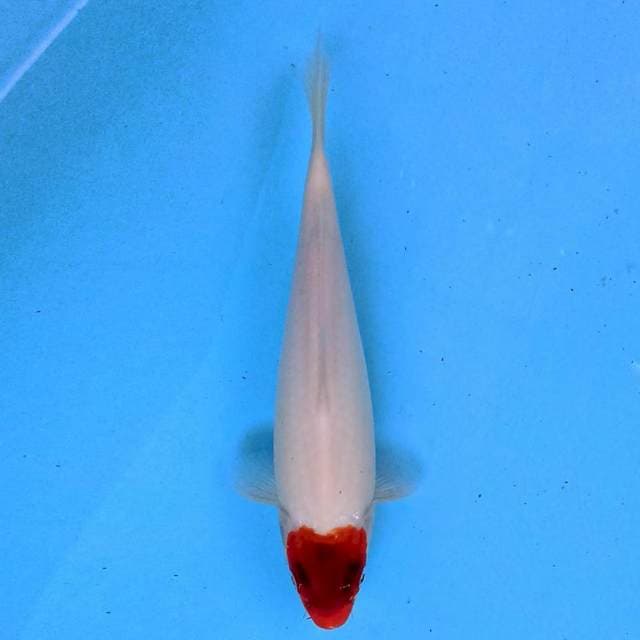 Tancho 24 cm