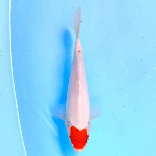 Tancho 23 cm