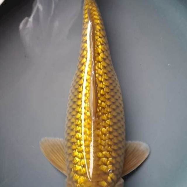 MIDORIGOI GINRIN 37 Cm
