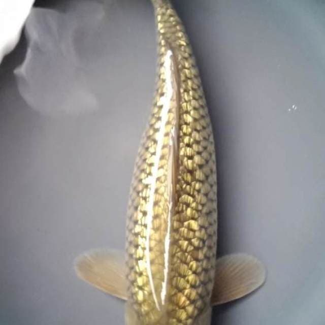 SORAGOI GINRIN 36 Cm