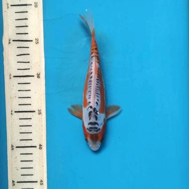 Shusui 20cm female