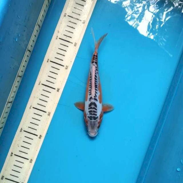 SF. Shusui 20cm female