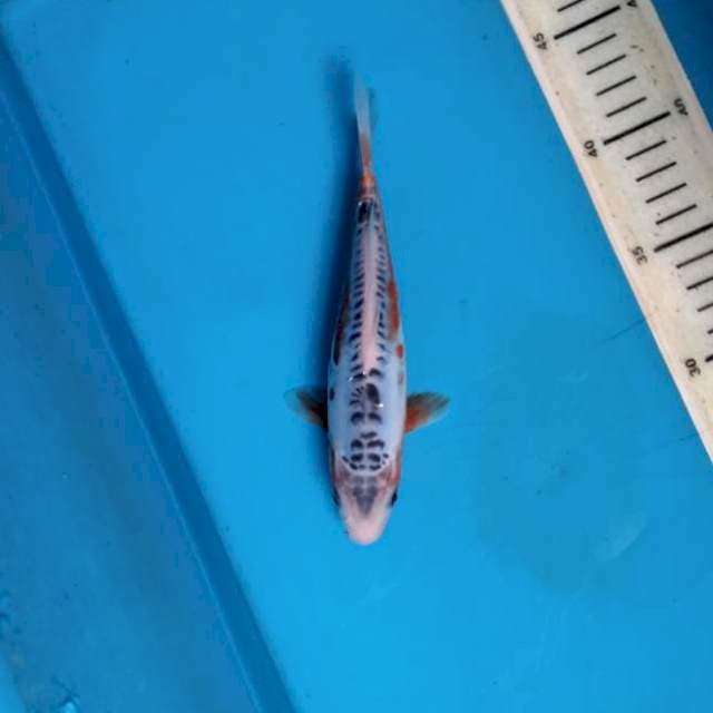 BD. Shusui 19cm female