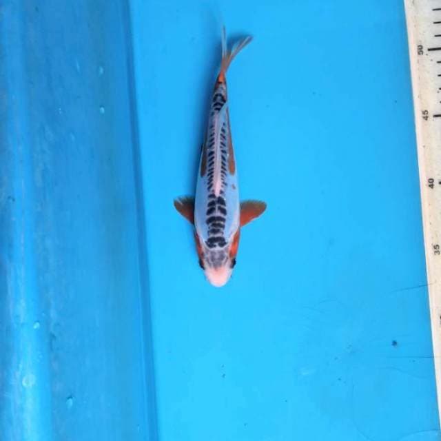 Mx. Shusui 19cm female