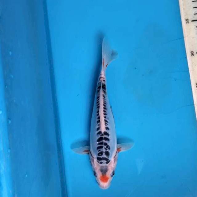 Shusui 21cm female