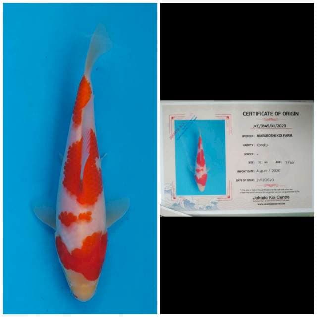 Maruboshi Kohaku