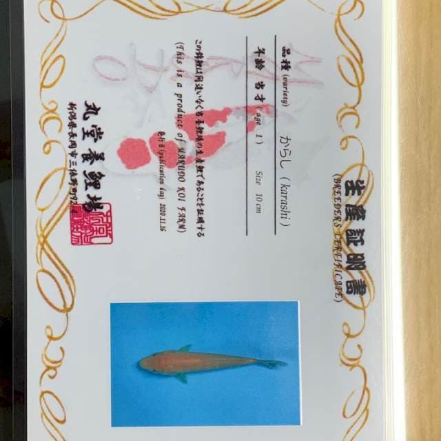 KARASHI IMPORT MARUDO SERTI