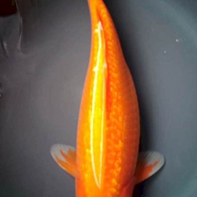 KARASHI MERAH GINRIN BULKY 40 Cm