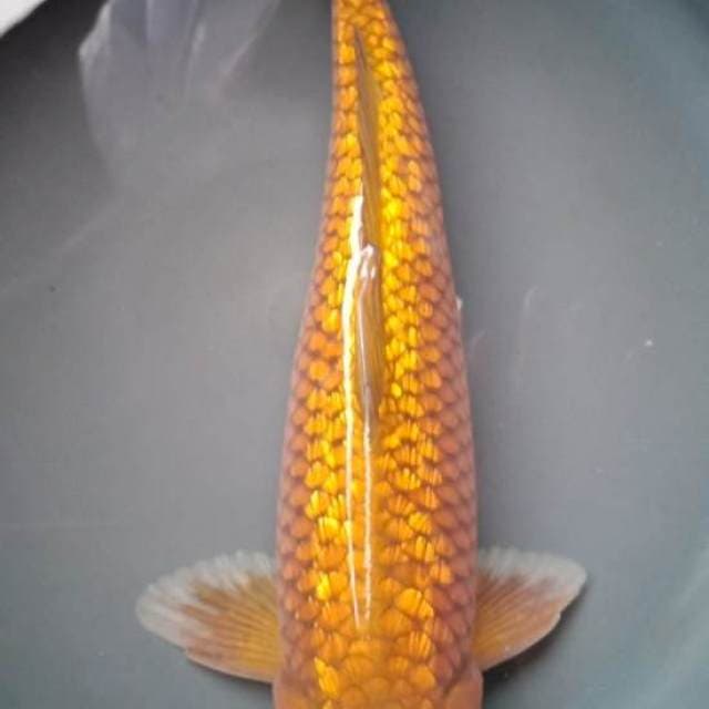 CHAGOI TEMBAGA GINRIN 37 Cm,  JANTAN