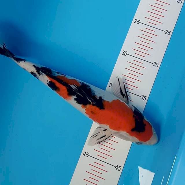 Sanke 26cm