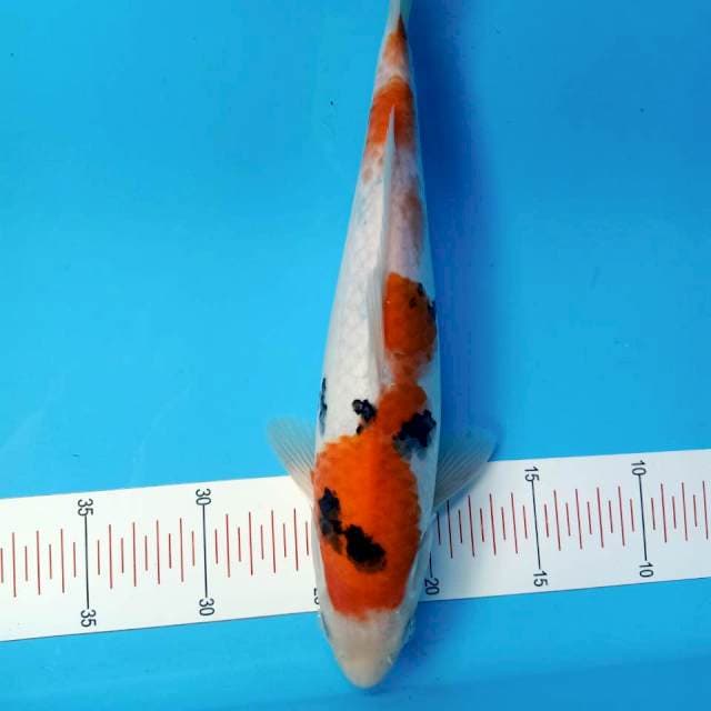 Sanke subosumi 33cm