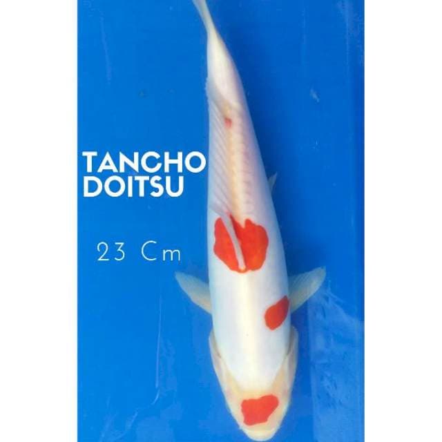 Tancho Doitsu