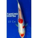 Tancho Doitsu 