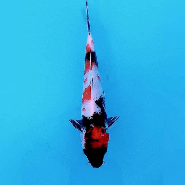 Showa 25cm.