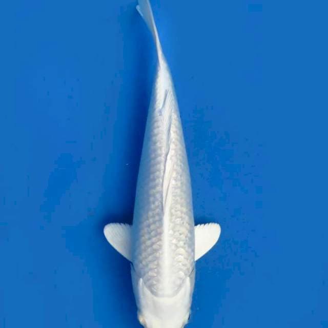Purachina ginrin 27 cm ml