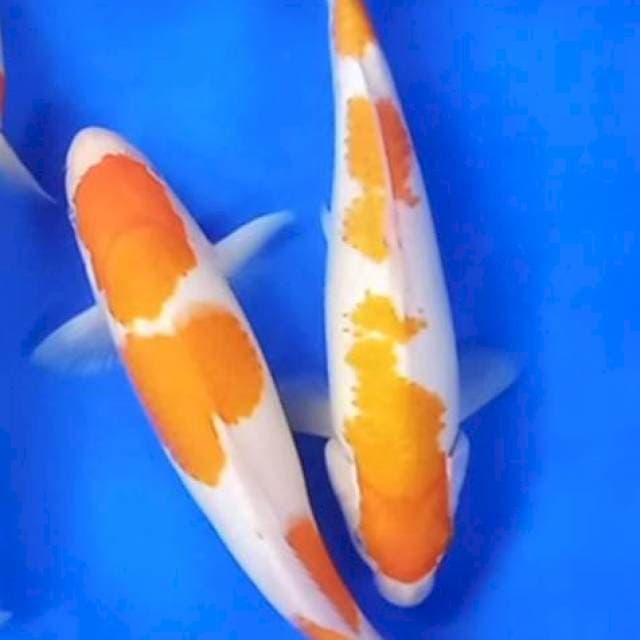 Duo Kohaku 3 step