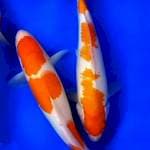 Duo Kohaku 3 step