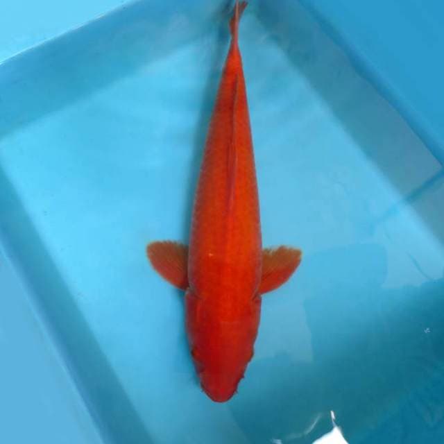 M. BENIGOI,-
