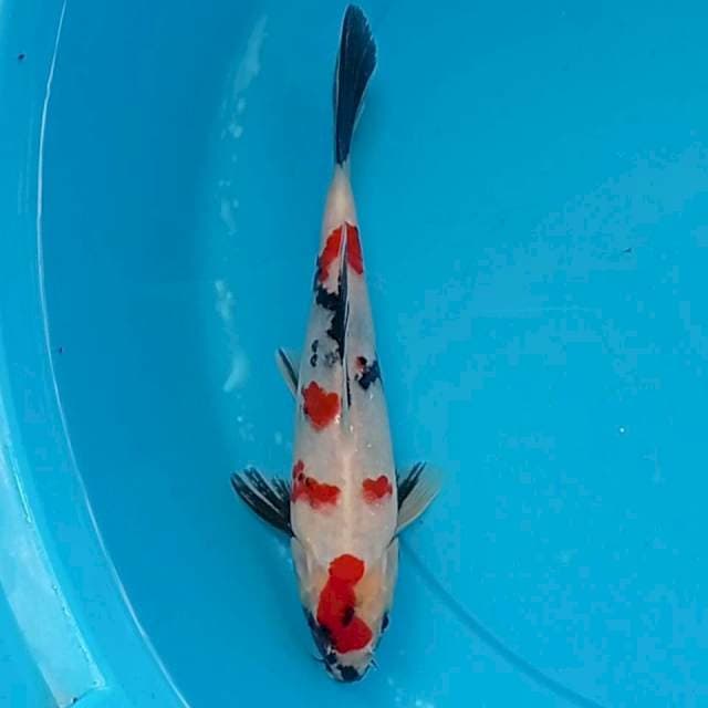 KINDAI SHOWA SQ 20 cm
