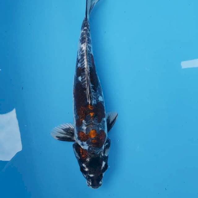KIKORYU